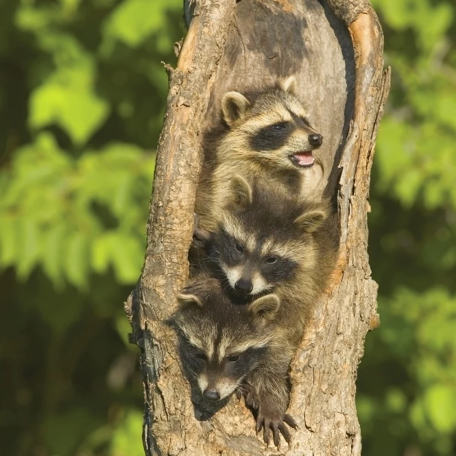 Raccoons In A Tree Poster Print (22 x 34) | Дом и сад