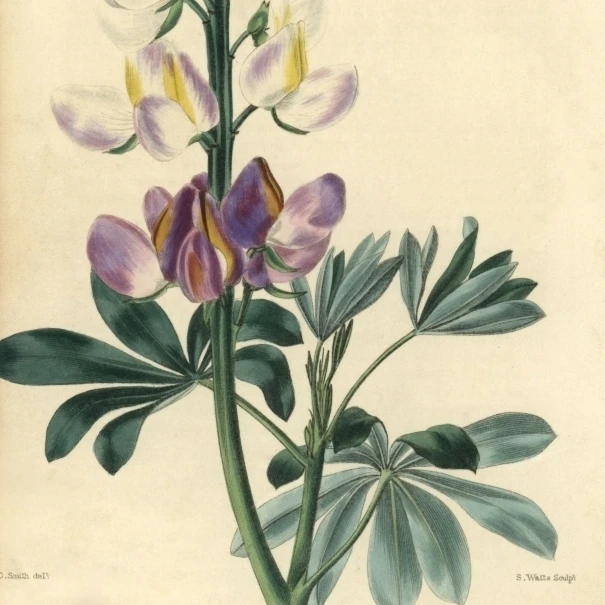 Фиолетовый и белый цветочный Lupins Lupinus Mutabilis плакат печать Florilegius Мэри Эванс