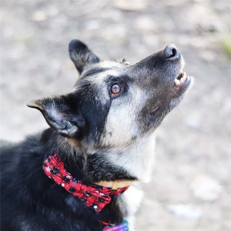FML домашнее животное воротник Рождество классический плед Снежинка Собака шарф