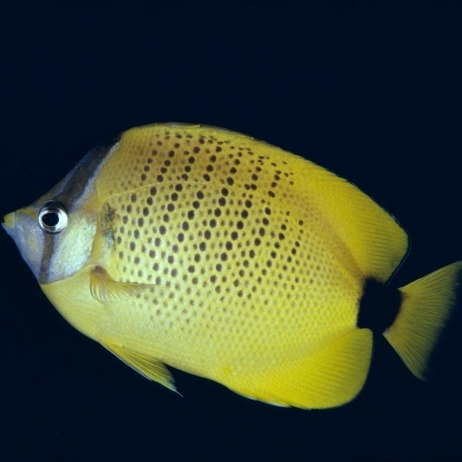 Гавайские острова вид сбоку Milletseed Butterflyfish (Chaetodon Miliaris) A83G плакат печать
