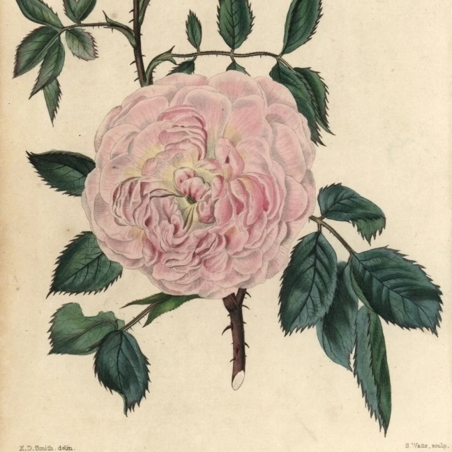 Розовый цветок Роза сороконофолия листья тернистые стебли плакат печать Florilegius