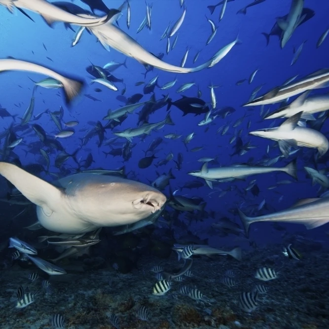 Тауни медсестра Акула плавает после еды некоторые рыбы царапины Фиджи плакат