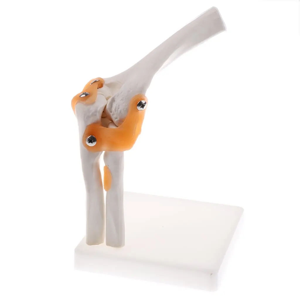

1: 1 Elbow Joint Ligament Model Human Medical Anatomical Model for School Teaching Tool Learning Display Lab Supplies