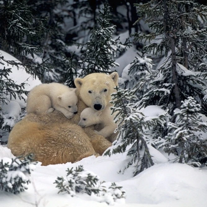 Полярный медведь мать и Детеныши обнимаются вместе в лесу Черчилль Канада Весна