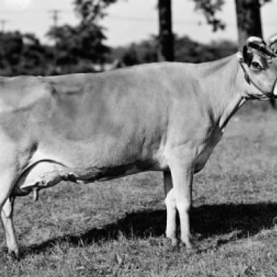 Боковой профиль из джерси корова стоящая в поле плакат печать (18x24) | Дом и сад