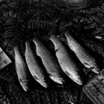 Close up of caught rainbow trouts печать плакатов (18x24)|Таблички и знаки| |
