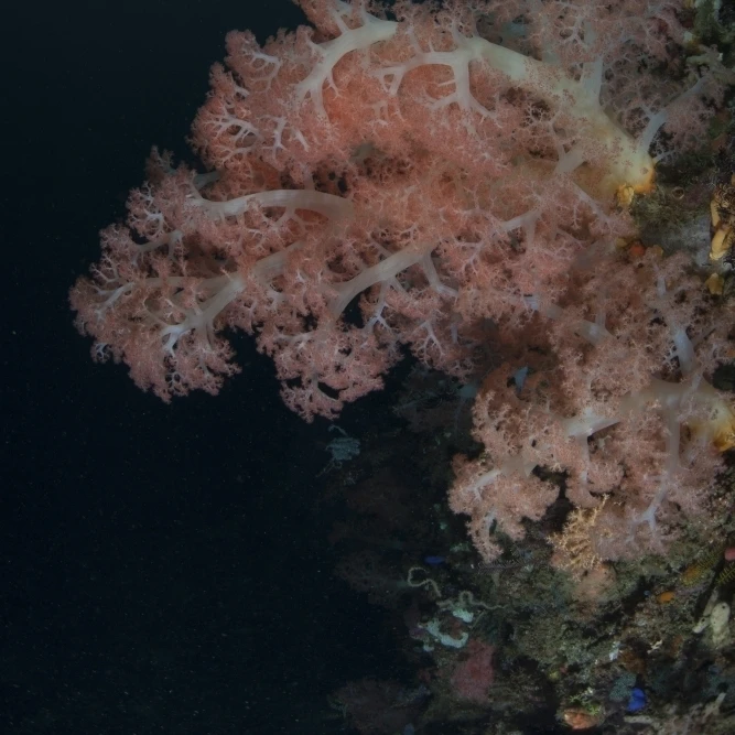 Яркий Мягкий коралл процветает на глубоком рифе в Индонезии плакат печать