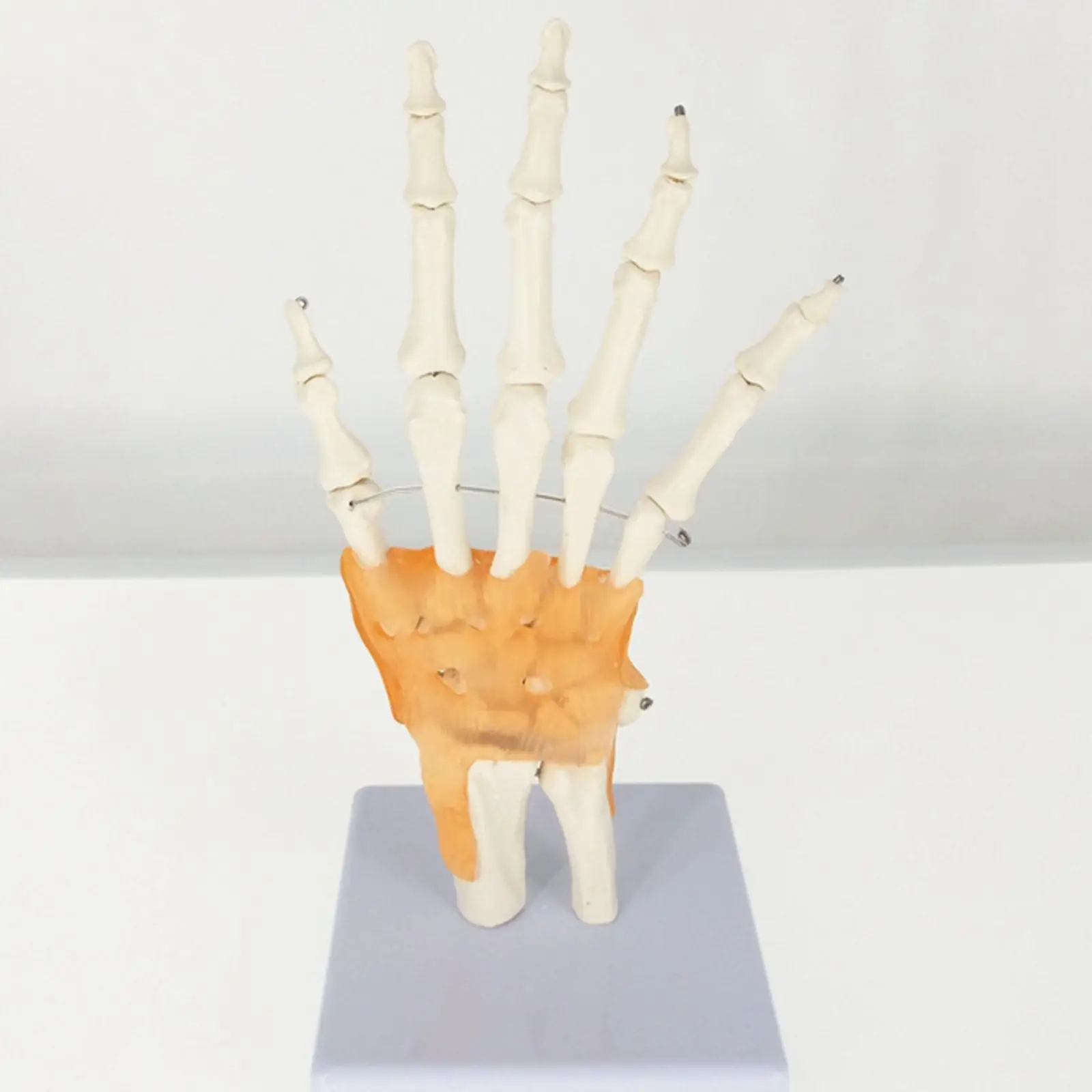 

Life Size Hand Joint with Ligaments Anatomical Medical Model Skeleton Anatomy Display Teaching School Resources