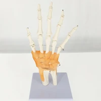 life size hand joint with ligaments anatomical medical model skeleton anatomy display teaching school resources