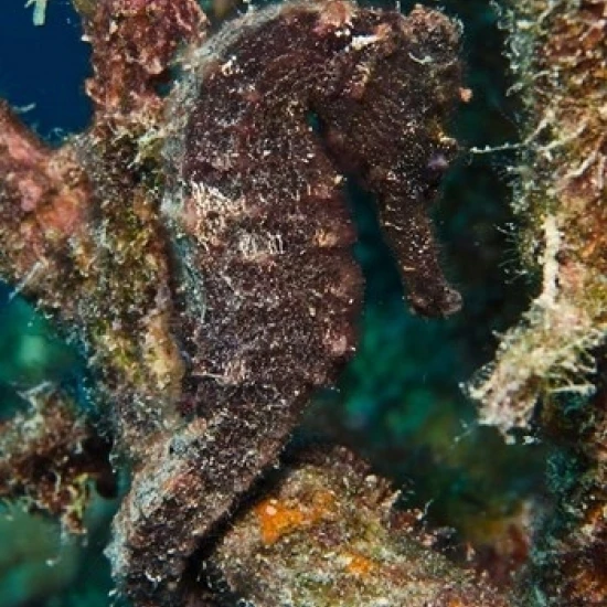 Longsnout Seahorse Marine Life Нидерландские Антильские острова плакат печать Питом оксфордом