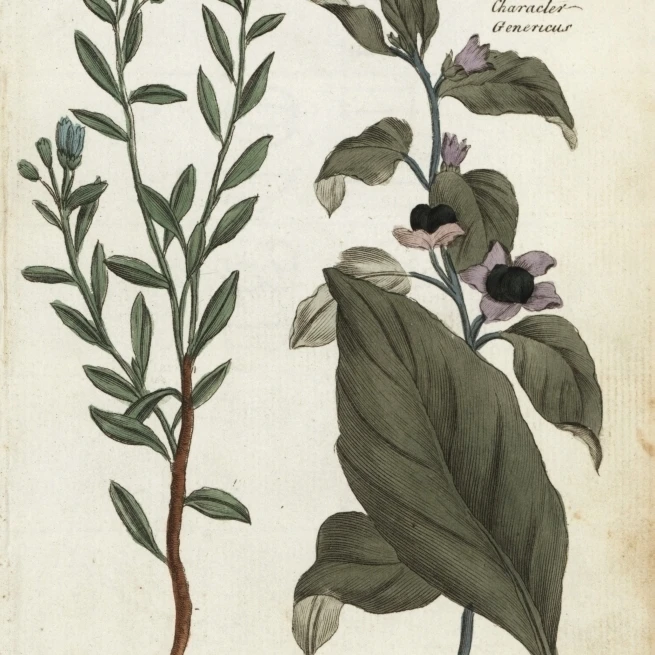 Marsh Rosemary And Deadly Nightshade постер печать Florilegius Мэри Эванс (24X36)|Таблички и знаки| |