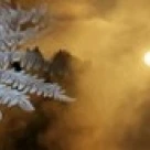 Принт с листьями холодных ног (40x10)|Таблички и знаки| |