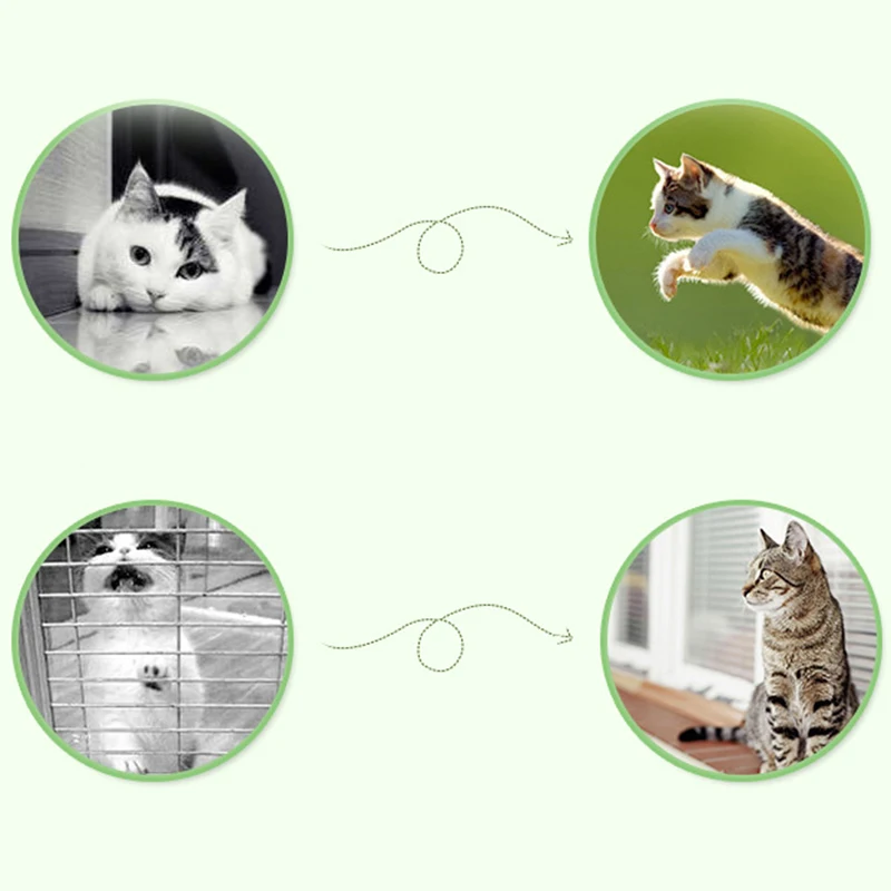 5 шт. мольный мотив зубочистки кошек чистящие зубы чистый Catnip натуральный ПЭТ