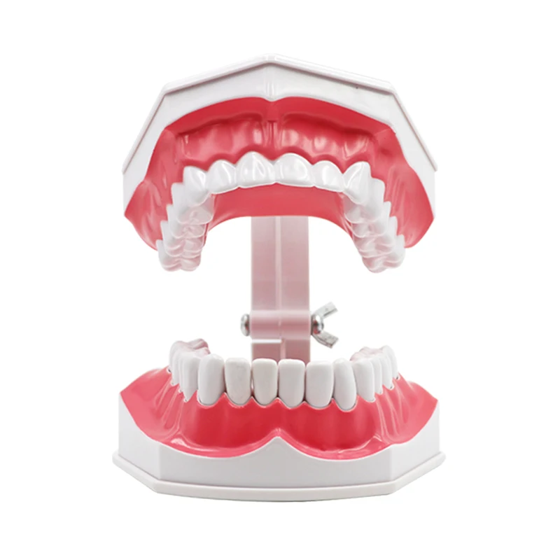 Зубная щетка со съемной резиновой зубной щеткой 1 шт.|Стоматологическая учебная