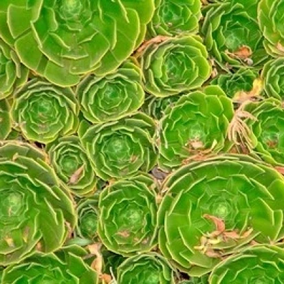 Succulent South Island New Zealand постер печать Уильяма Саттона (26x19)|Таблички и знаки| |