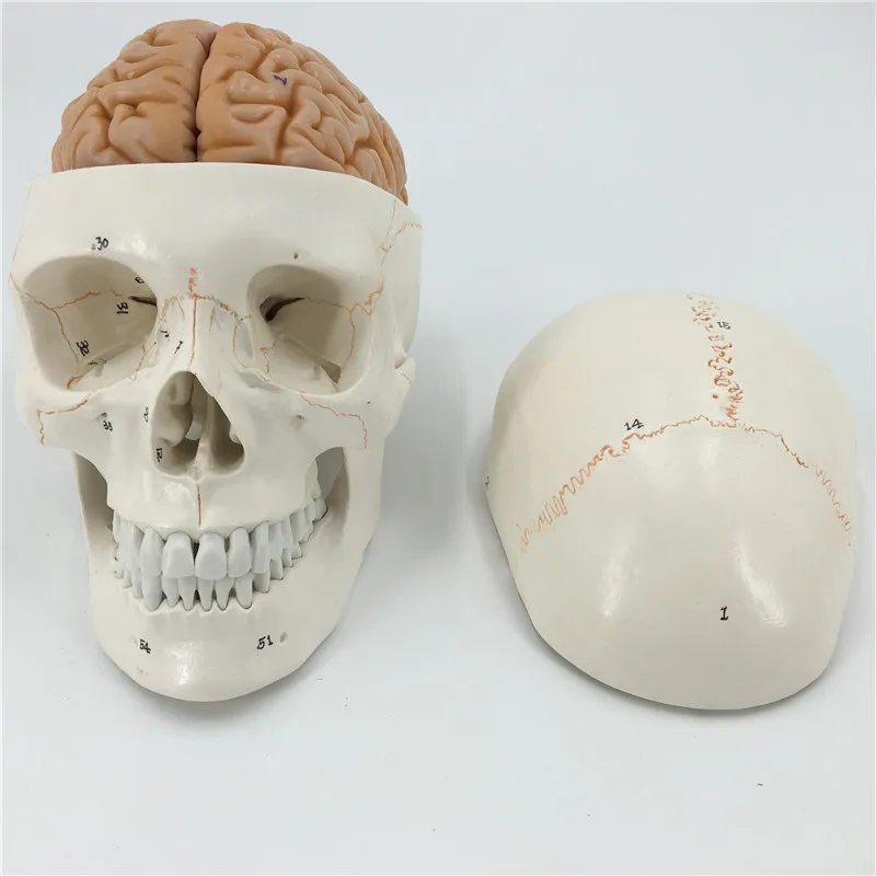 Human Life Size Numbered Skull With Brain  Model anatomy skeleton veterinary anatomical brain anatomia science Exploded skull