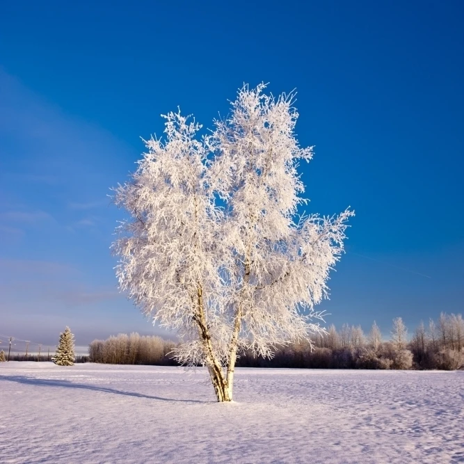 Hoarfrost покрытый березой зимний интерьер Аляска плакат печать (24x36) | Дом и сад