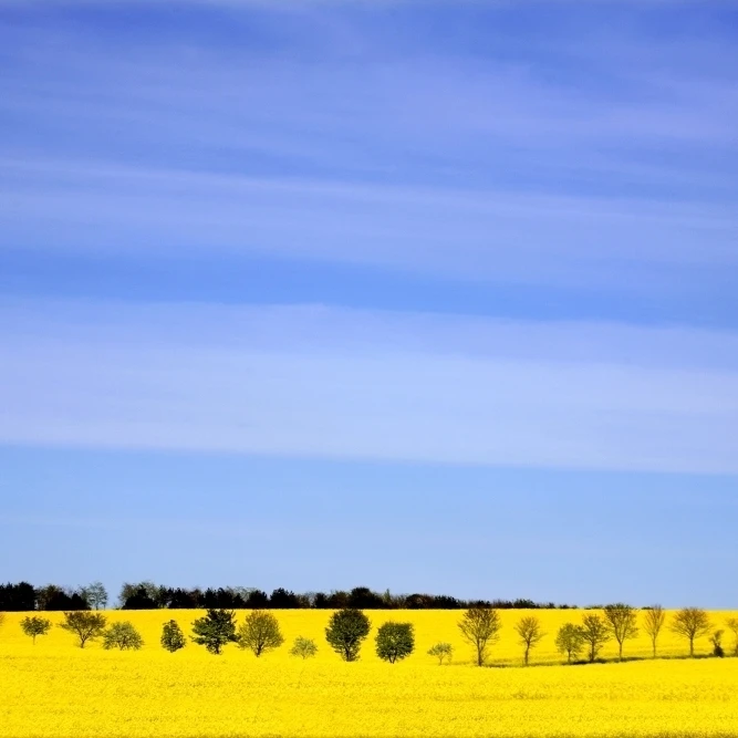 Деревья в поле рапса Йоркшир Англия плакат печать (18x12) | Дом и сад