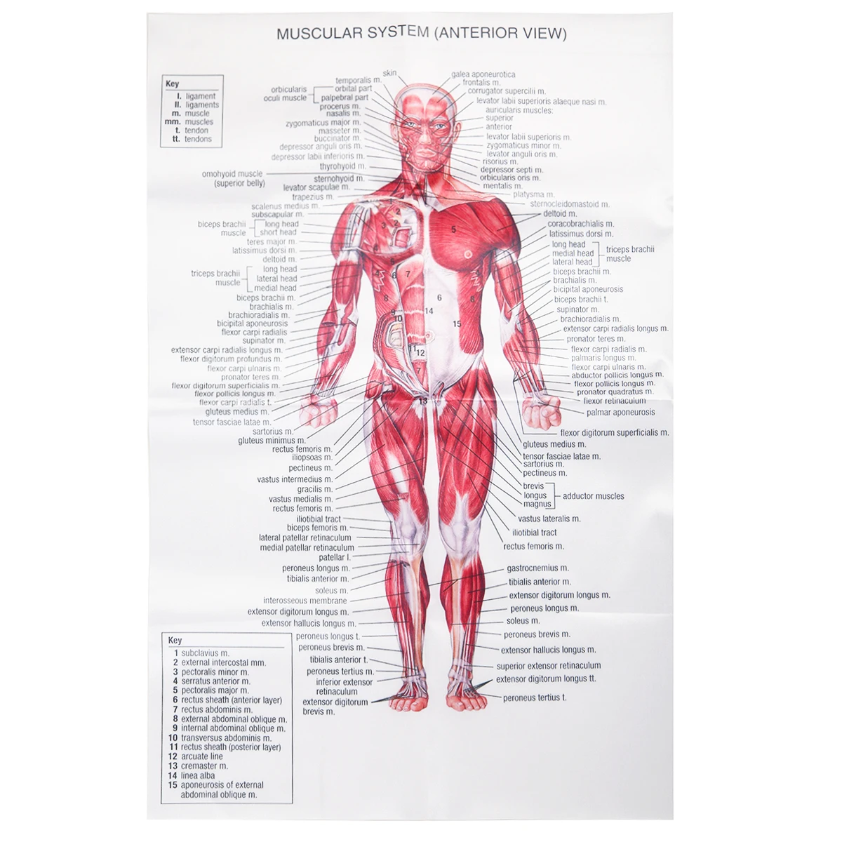 Анатомия человека мышцы Системы Арт плакат тела обучающая схема печатный