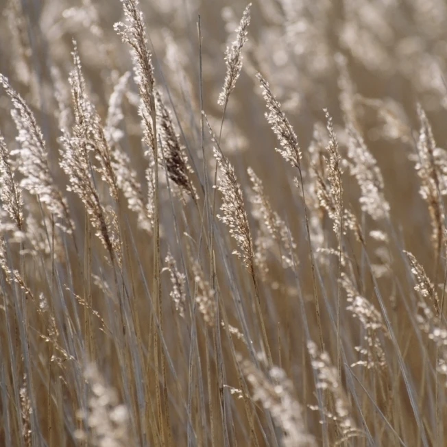 Трости крупным планом плакат печать (19x12)|Таблички и знаки| |