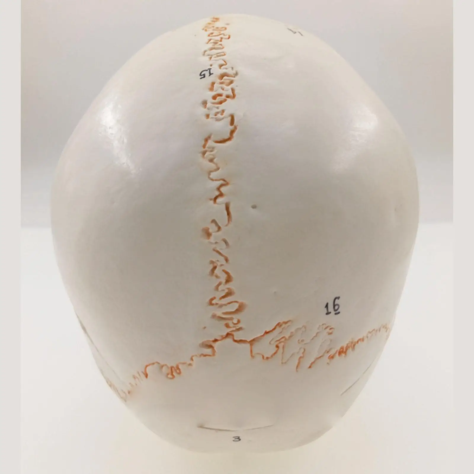 Нумерованный человеческий череп модель натуральный размер костный шов чистый