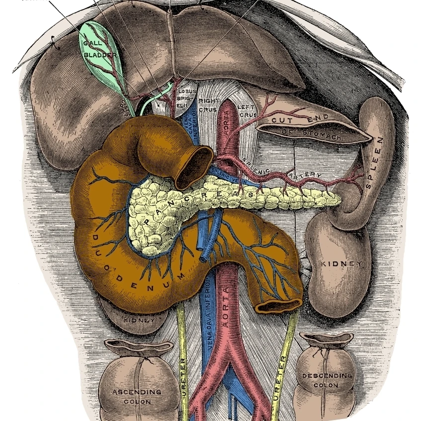 Печать плакатов органов живота по научному источнику (24x36)|Таблички и знаки| |