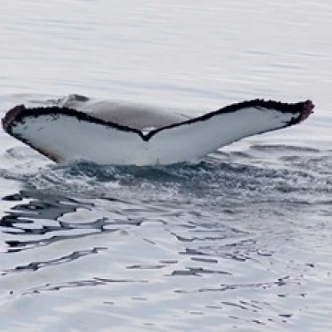 Антарктика горбатые киты в Южном Постер &quotОкеан&quot Печать Синди Миллер Хопкинс