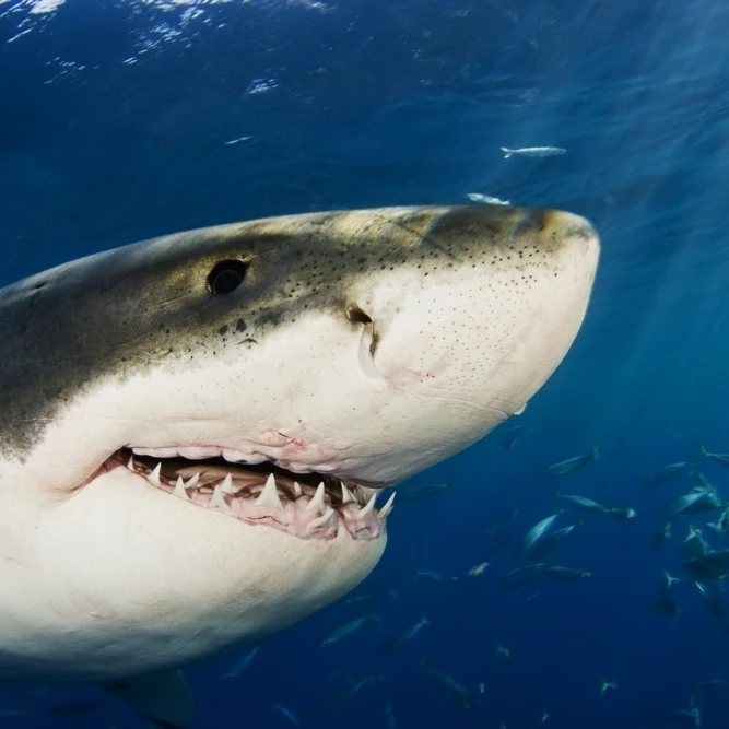 Мексика Гуадалупе остров большая белая акула (Carcharodon Carcharias) крупным планом