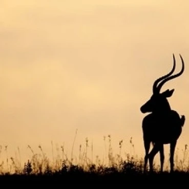 Impala With Oxpecker Bird Nakuru National Park Kenya Poster Print by Jaynes Gallery (24 x 15) | Дом и сад