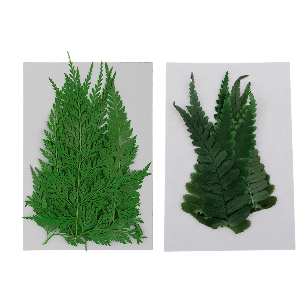 Прессованные листья папоротника Натуральные сушеные цветы рукоделие сделай сам