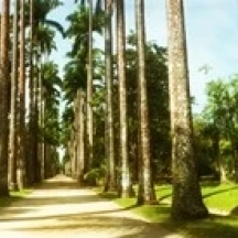 Деревья с обеих сторон садовой дорожки Jardim Botanico Zona Sul Rio de Жанейро Бразилия плакат