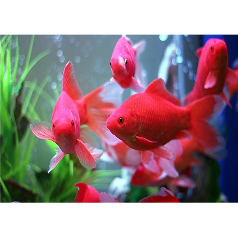 Fashion 5D DIY diamond painting Red goldfish picture free cross stitch kit Full Square mosaic embroidery decor | Дом и сад