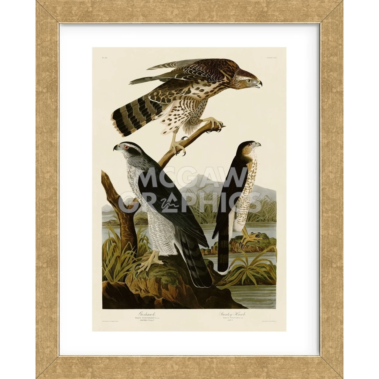 Goshawk и Stanley Hawk (в рамке) | Дом сад