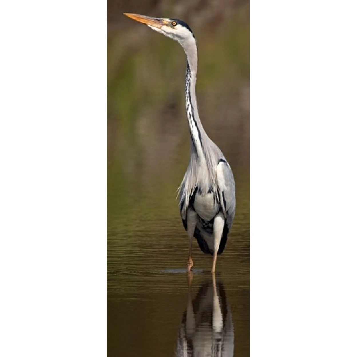 Боковой профиль серой цапли (Ardea Cinerea) подготовка к взлету озера Naivasha Кения плакат