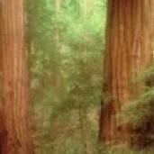 Redwood Trees Muir Woods California USA постер печать (36x12)|Таблички и знаки| |