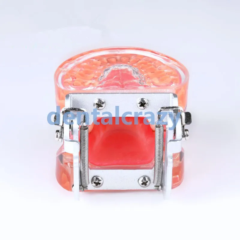 Стоматологическая модель инструменты типодонт зубы для взрослых патологические