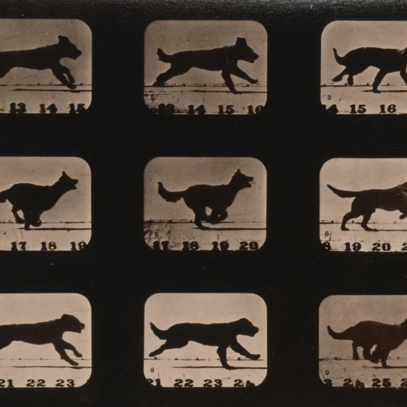 Muybridge Locomotion Dog Running 1881 постер печать наукой Source (36x24) | Дом и сад