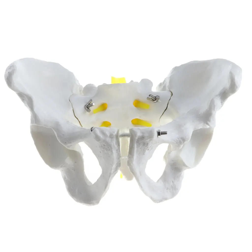 

1:1 Human Male Female Pelvis Structure Sacrum Model Skeleton Anatomical Model School Teaching Tool Learning Display Lab Supplies