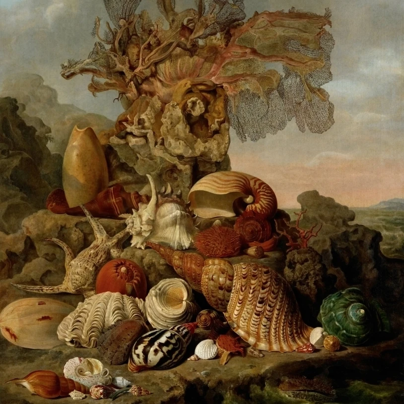 Shells And морские растения постер печать (24x36)|Таблички и знаки| |