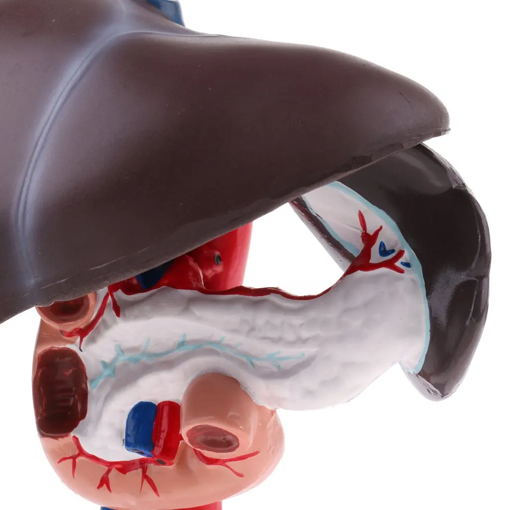 Модель печени Duodenum поджелудочной железы модель человеческого органа