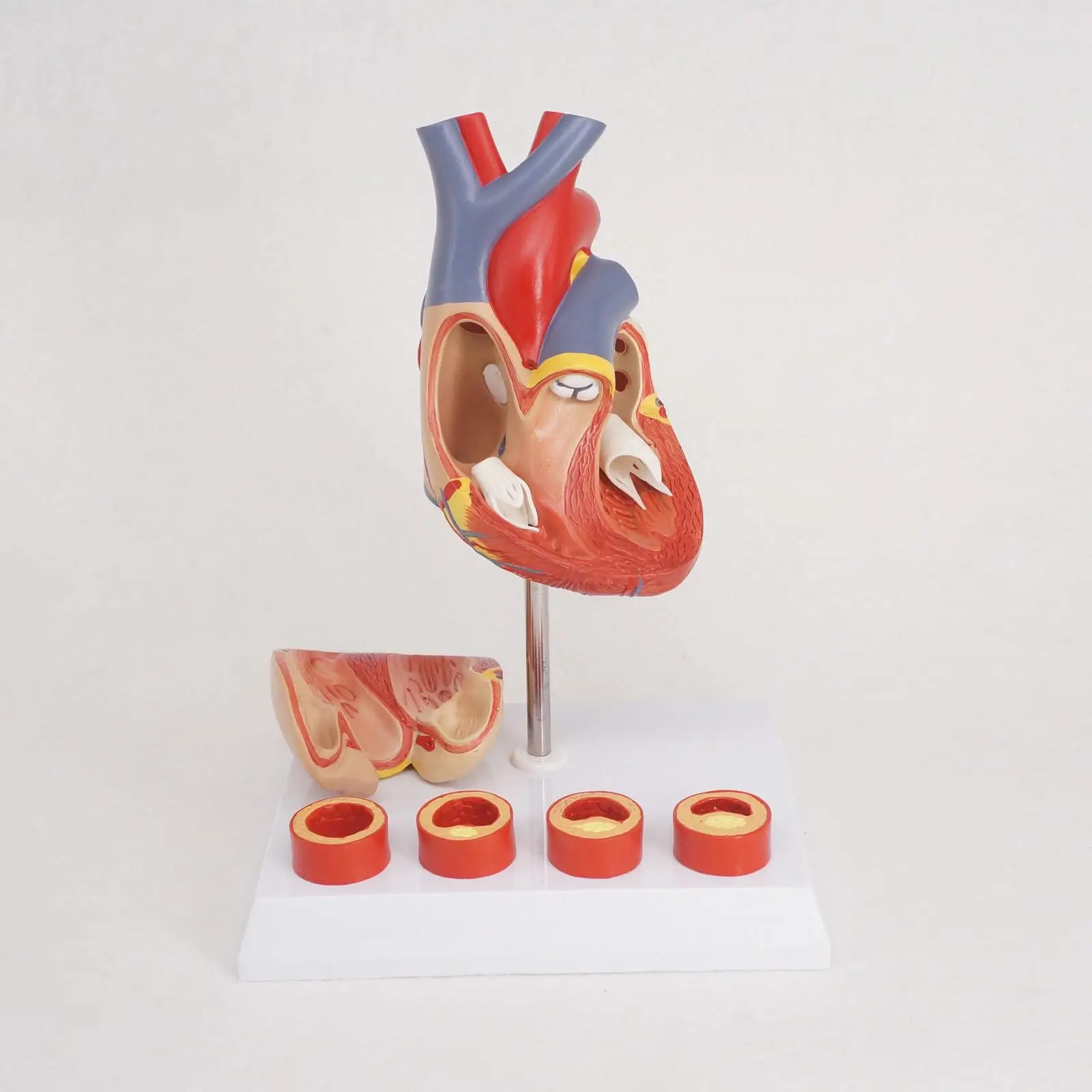 

Life Size Human Heart Anatomy Model With 4 Stage Vascular Mounted on White Base Cardiac Teaching Resources