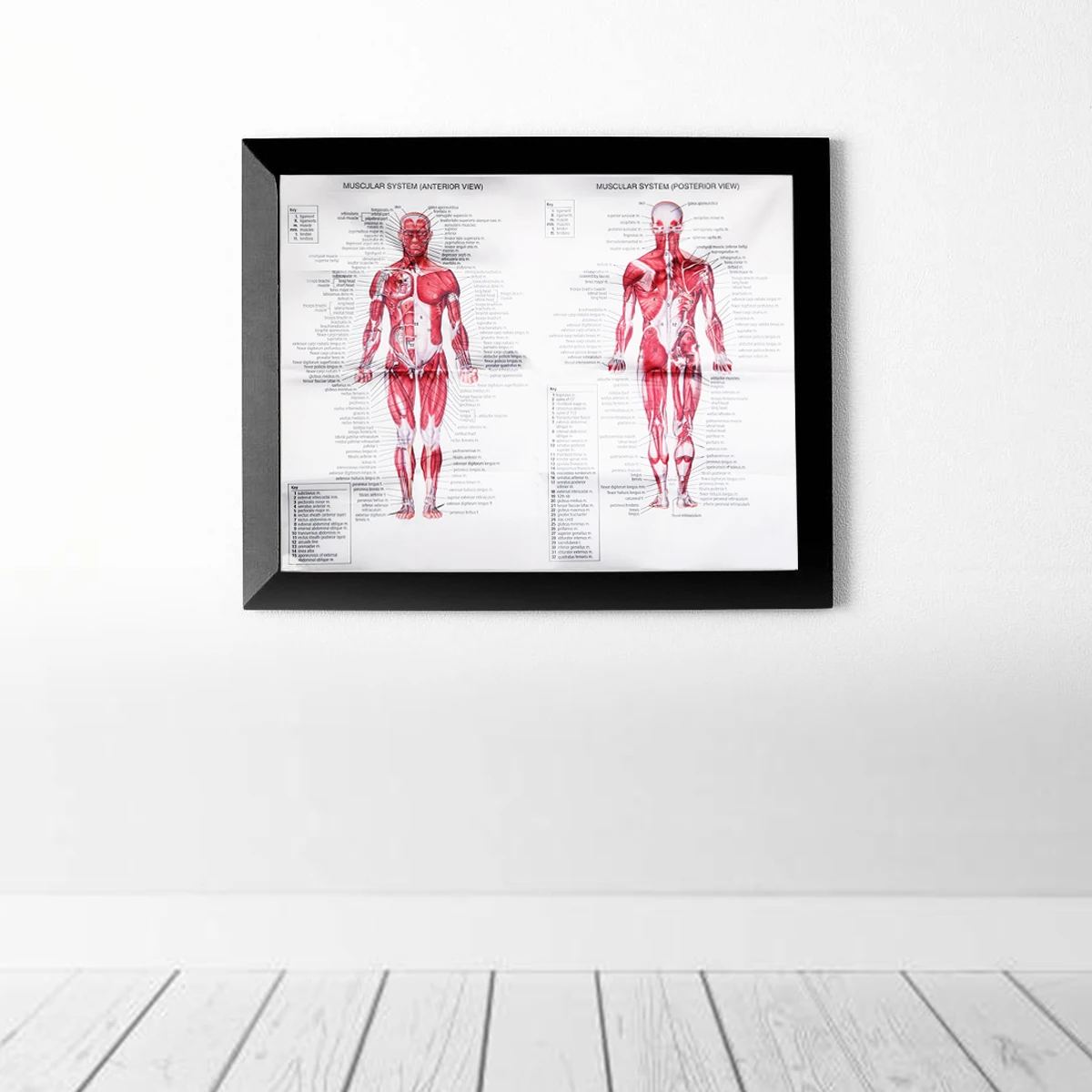 Анатомия человека мышцы Системы Арт плакат тела обучающая схема печатный