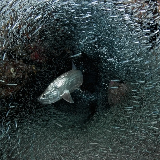 Постер Silversides evading their prey The Grotto Grand Cayman (34x22)|Таблички и знаки| |