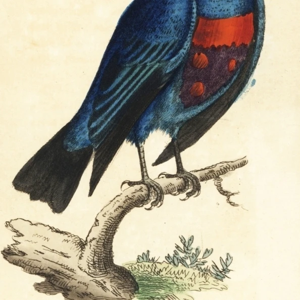 Бандаж Cotinga Maculata постер печать Florilegius Mary Evans (24X36)|Таблички и знаки| |