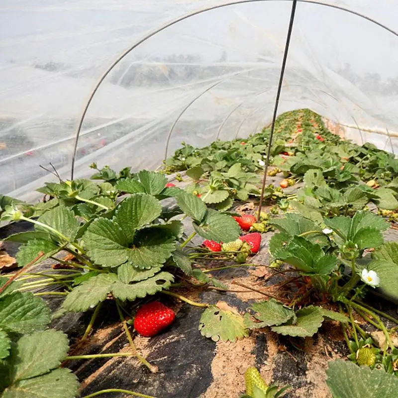 

1PC Bird-proof Gauze Vegetables Flower Garden Orchard Anti-bird Anti-insect Net 3*10m / 3 * 15m