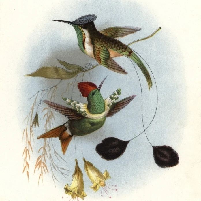Dot-Eared Coquette Lophornis Gouldii Анда постер печать от Florilegius Mary Evans (18X24) | Дом и сад