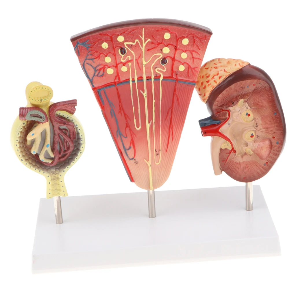

Magnified Human Kidney Nephron Glomeruli Structure Anatomical Model Display Lab/Medical Study Kits