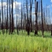 Сгоревшие сосны в лесу Гранд Каньон Северный обод Аризона США плакат печать