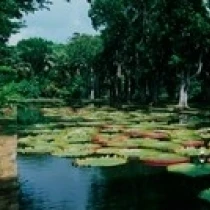 Лили колодки плавающие на воде Pamplemousses сады Mauritius Island плакат печать (30x12) | Дом и сад