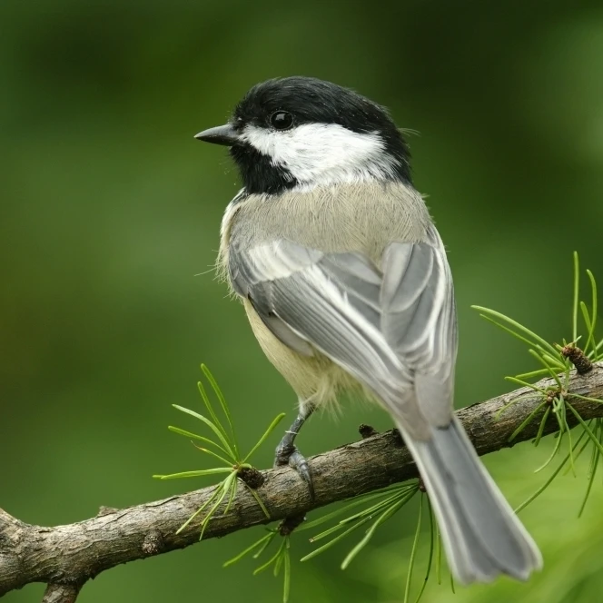 Black-Capped Chickadee Les Cedres Quebec Canada Poster Print (17 x 11) | Дом и сад